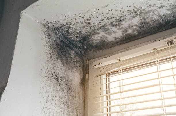 Affordable Crawl Space Mold Removal solutions in Kingston, NJ